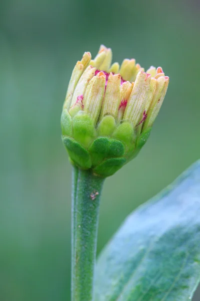 Zinnia elegans i fältet — Stockfoto