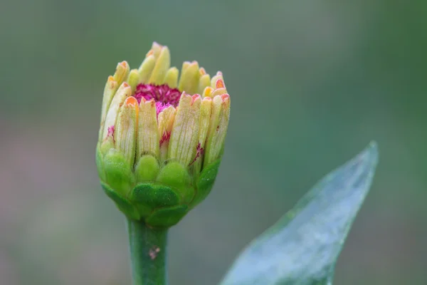 Zinnia elegans en el campo — Foto de Stock