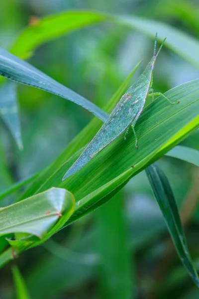 Sauterelle perchée sur une feuille — Photo