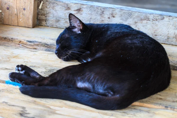 Svart katt som sover — Stockfoto