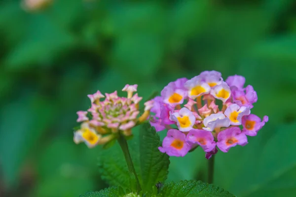 Doek van goud of Lantana camara bloem in tuin — Stockfoto