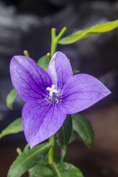Closeup of purple flowers — Stock Photo, Image