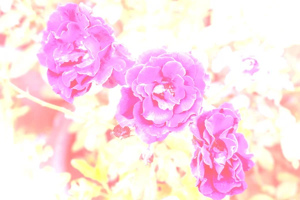 Blommande rosor — Stockfoto