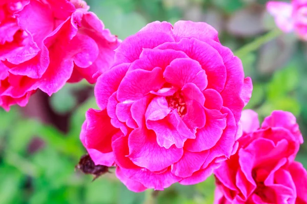 Цветочные красные розы в саду — стоковое фото