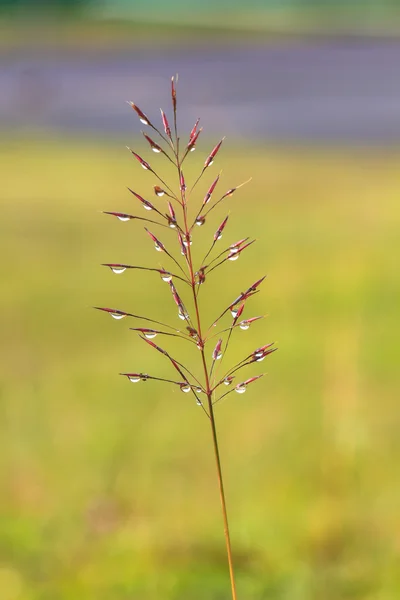 Water drops on the green grass — Stock Photo, Image