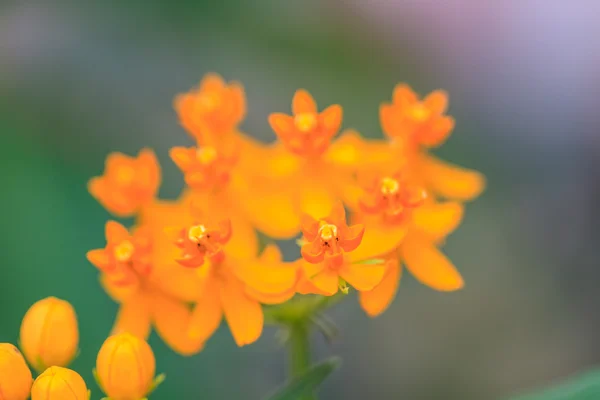 美しい黄色の花と夏の背景 — ストック写真