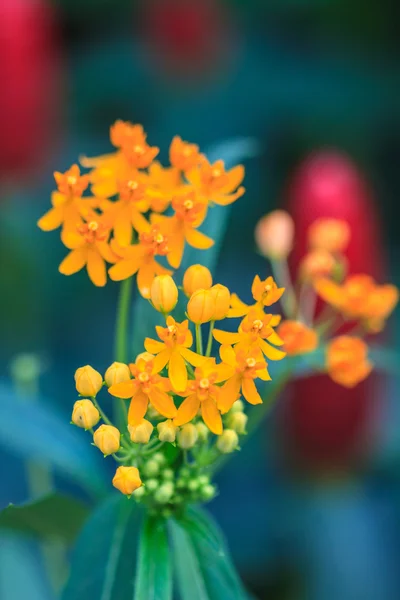 Zomer achtergrond met mooie gele bloemen — Stockfoto