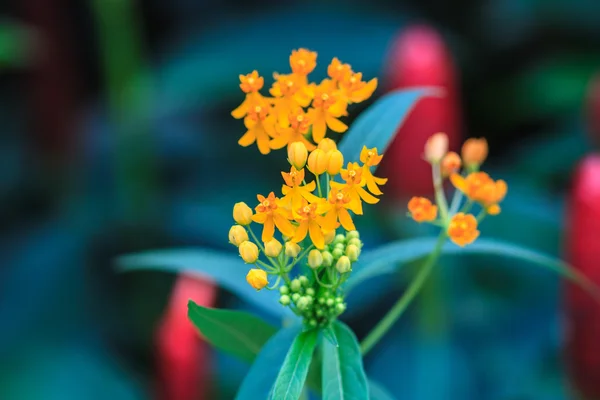 Zomer achtergrond met mooie gele bloemen — Stockfoto