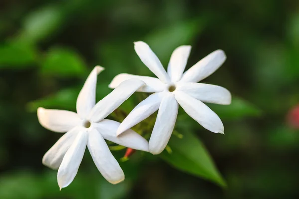 茉莉花或阿拉伯茉莉花在花园里 — 图库照片