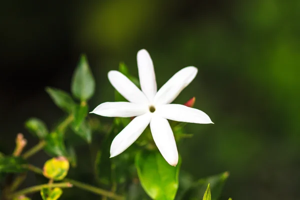 Jasmijn of Arabische jasmijn in tuin — Stockfoto