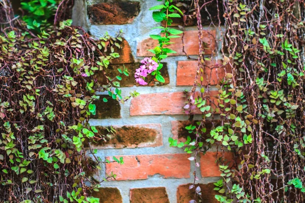 Green  Plant growing on a brick wall — Stock Photo, Image