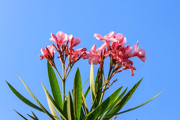 Bloemen op brue hemelachtergrond — Stockfoto