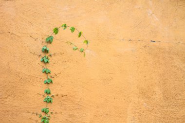 Yeşil bir tuğla duvara büyüyen bitki 