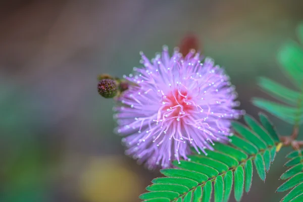 Bellissimo fiore selvatico nella foresta — Foto Stock