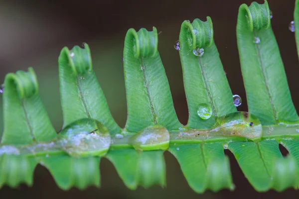 Gocce d'acqua su foglie di felce verde — Foto Stock