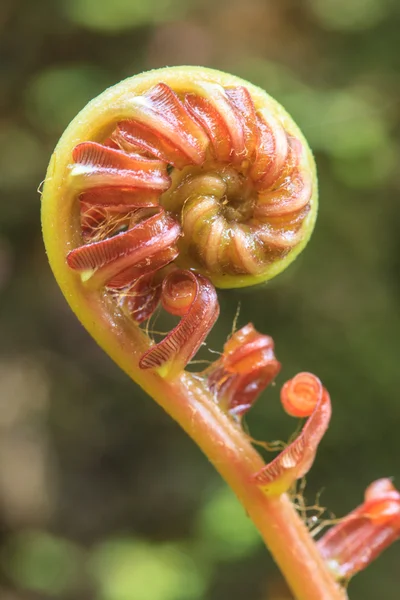 Foglia verde spirale — Foto Stock