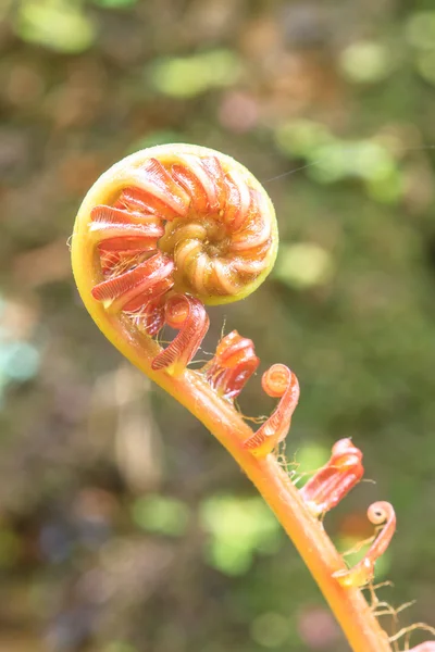 Foglia verde spirale — Foto Stock