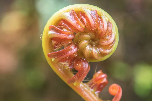 Foglia verde spirale — Foto Stock