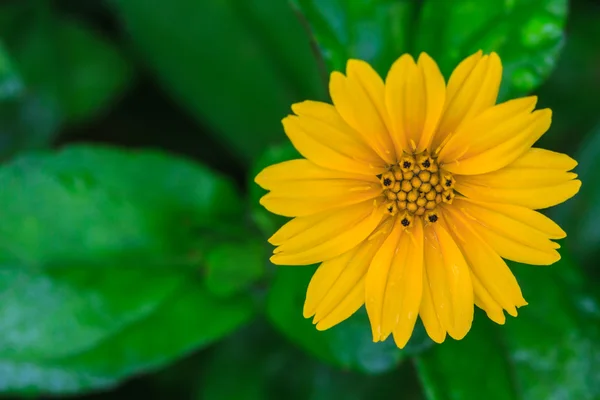 Singapour Marguerite dans le jardin — Photo