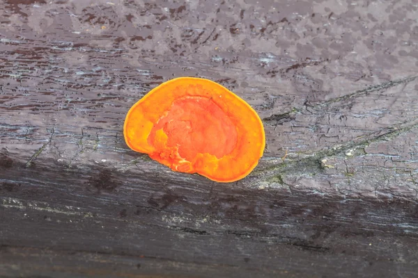 Fechar o cogumelo na floresta profunda — Fotografia de Stock