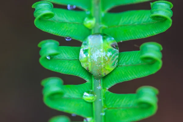 Wassertropfen auf grüne Farnblätter — Stockfoto