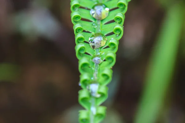Gocce d'acqua su foglie di felce verde — Foto Stock