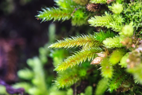 Mousse verte dans la forêt — Photo