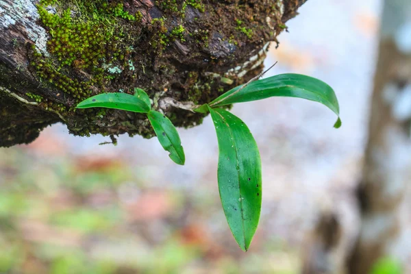 Orchidee in bos — Stockfoto