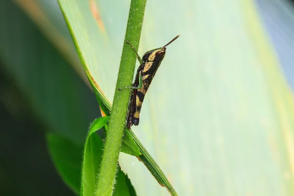 Grasshopper perching on a leaf — Stock Photo, Image