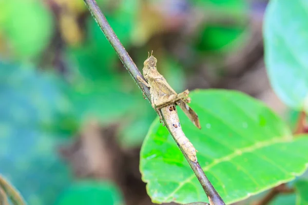 Grasshopper perching on a leaf — Stock Photo, Image