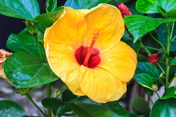 Hibiscus bloemen is een geslacht van bloeiende planten uit de mallow-f — Stockfoto