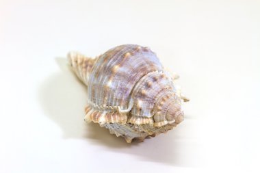 deniz kabuğu beyaz üzerine izole 