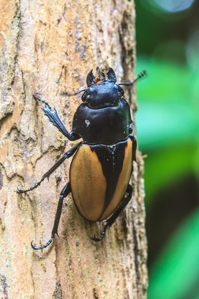 Hmyzu, brouků, chyba v rodu Odontolabis — Stock fotografie