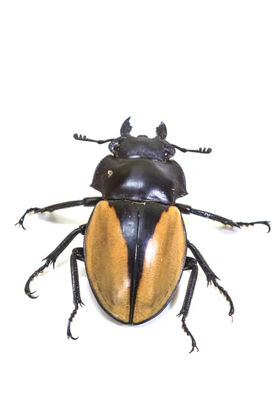 Insecten, kever, bug, tot het genus Odontolabis — Stockfoto