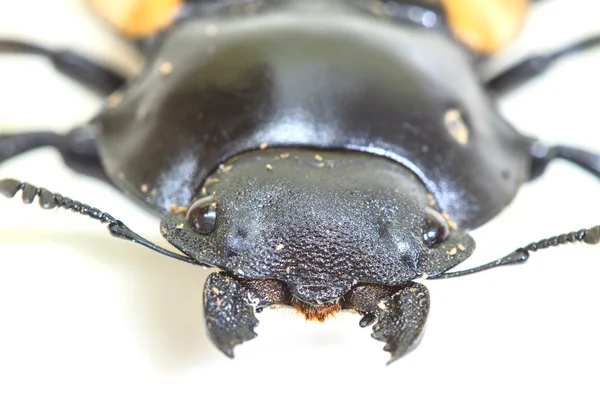 Insecto, besouro, insecto, do género Odontolabis — Fotografia de Stock