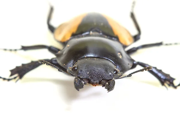 Εντόμων, beetle, bug, υπαγόμενο παλαιότερα στο γένος Odontolabis — Φωτογραφία Αρχείου