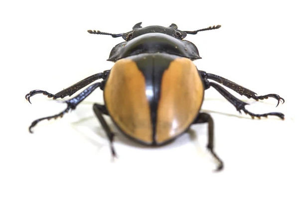 昆虫，甲虫，属 Odontolabis 中的错误 — 图库照片