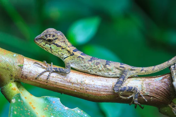 Grön crested ödla, svart ansikte ödla, träd ödla — Stockfoto