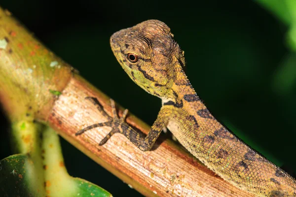 Grüne Haubeneidechse, schwarze Gesichtseidechse, Baumeidechse — Stockfoto