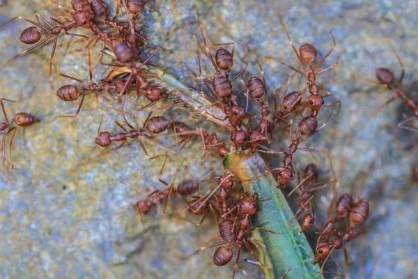 Ants troop trying to move a dead grasshopper — Stock Photo, Image