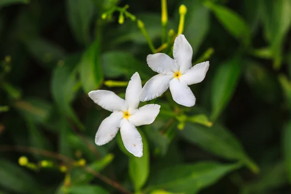 Sampaguita blanca jazmín o jazmín árabe — Foto de Stock