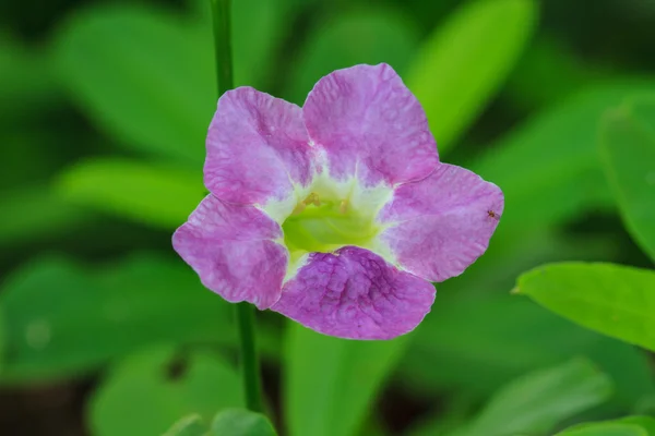 Beautiful wild flower in forest — Stock Photo, Image