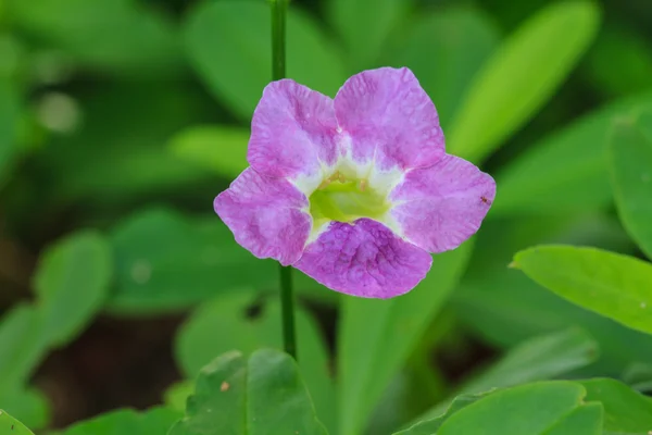 Beautiful wild flower in forest — Stock Photo, Image