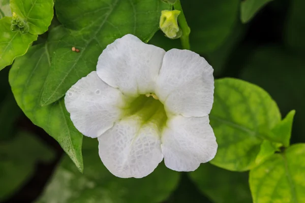 Beautiful wild flower in forest — Stock Photo, Image