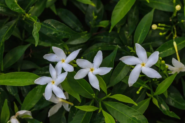 Weißer sampaguita jasmin oder arabischer jasmin — Stockfoto