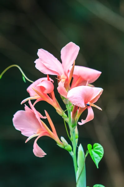 Pink canna flower close up — Stock Photo, Image