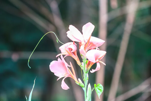 Pink canna flower close up — Stock Photo, Image