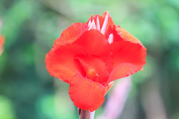 Red canna flower close up — Stock Photo, Image