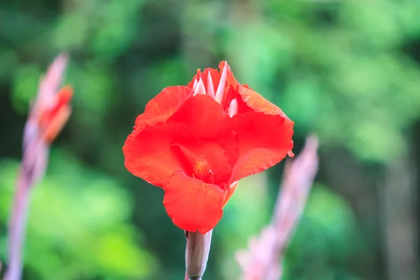 Λουλούδι κόκκινο canna από κοντά — Φωτογραφία Αρχείου