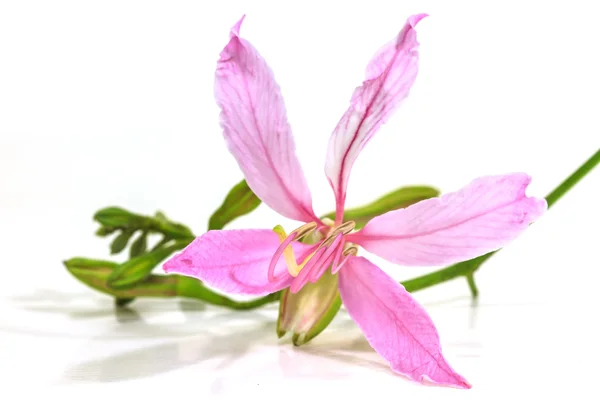 Lila Bauhinia auf weißem Hintergrund — Stockfoto